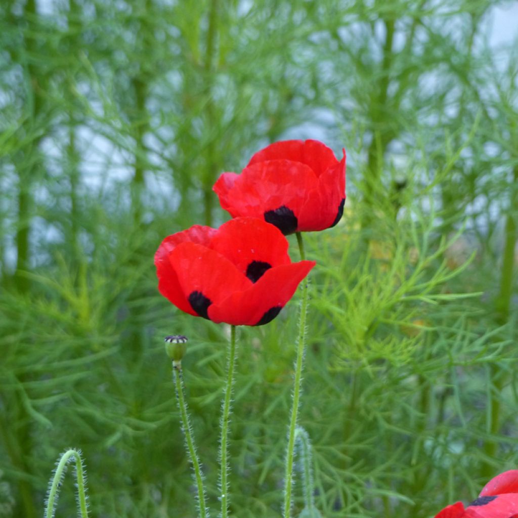 Papaver commutatum Ladybird - Amapola mariquita
