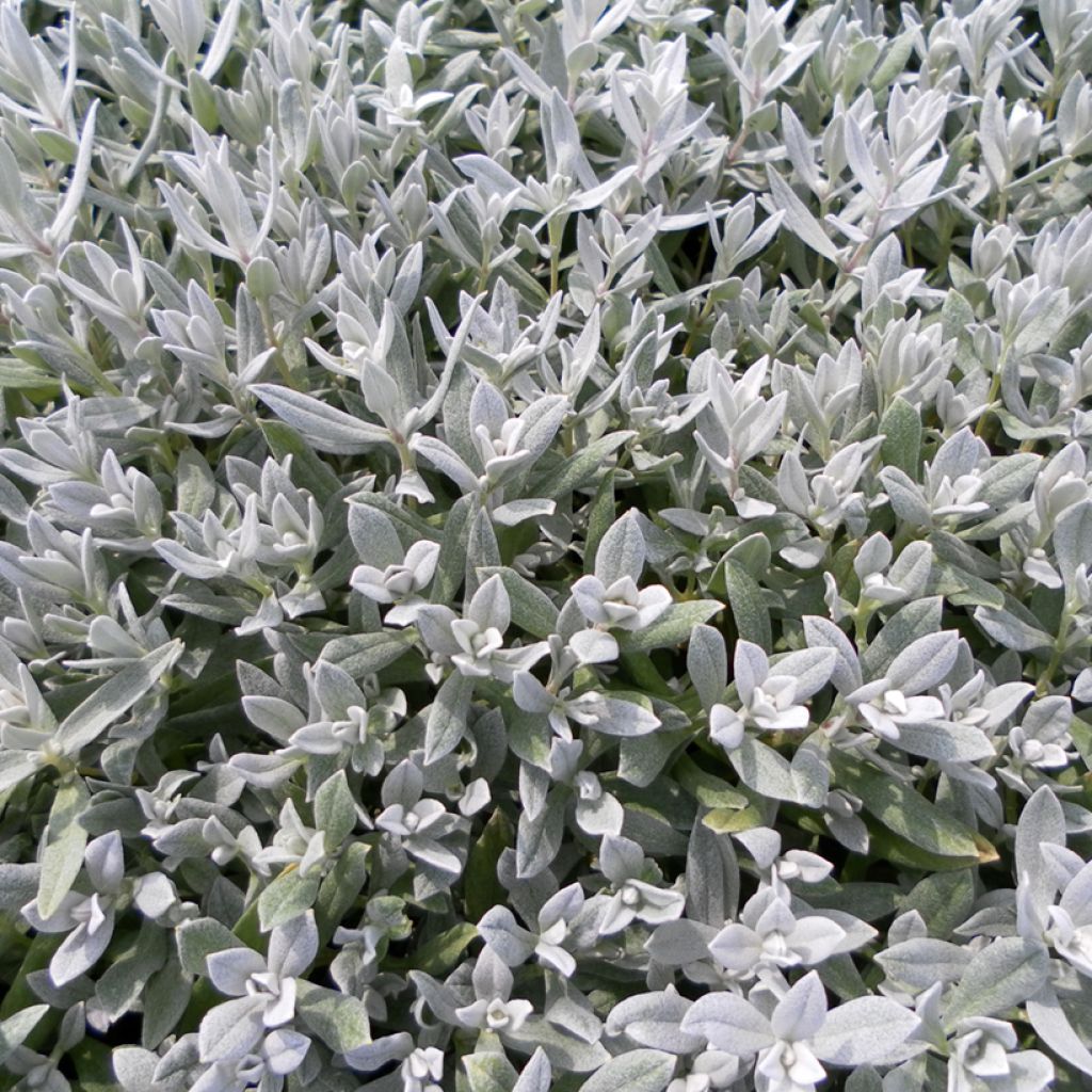 Cerastium biebersteinii (semillas) - Cerastio