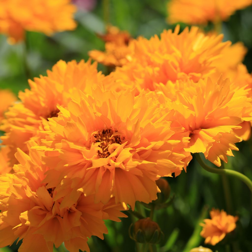 Coreopsis grandiflora Early Sunrise