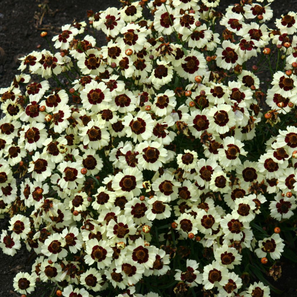 Coreopsis tinctoria Corusco Cream-Red