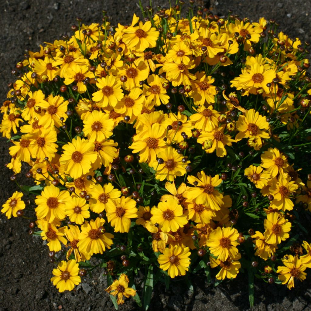Coreopsis tinctoria Corusco Gold