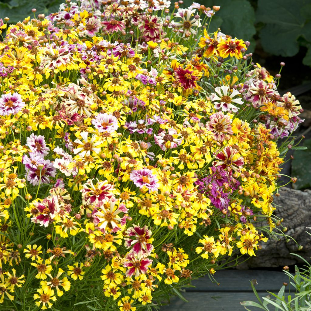 Coreopsis Hybrida Incredible ! Sea Shells Mix