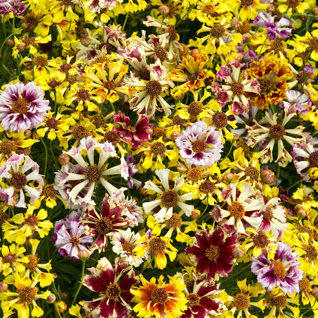 Coreopsis Hybrida Incredible ! Sea Shells Mix