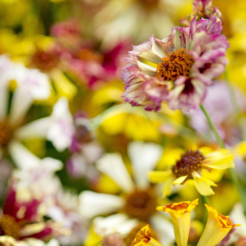 Coreopsis Hybrida Incredible ! Sea Shells Mix