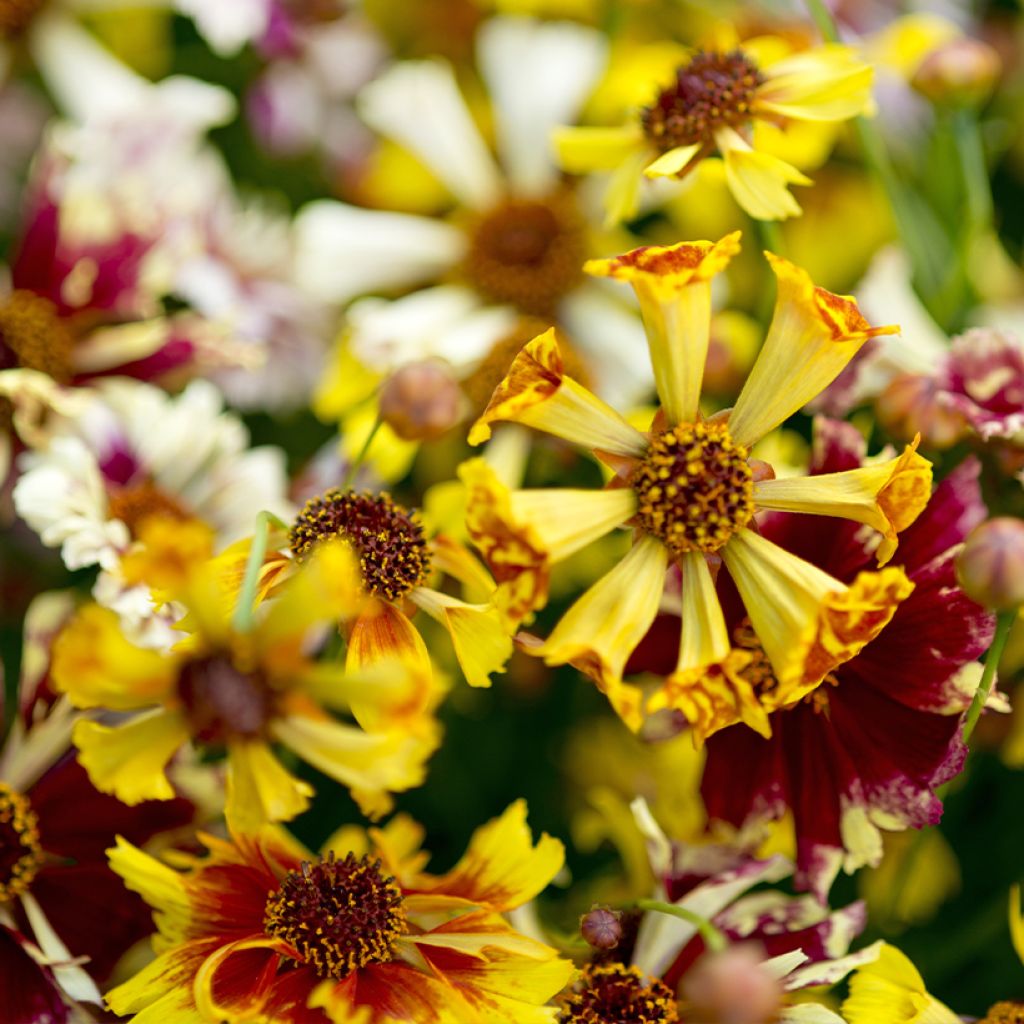 Coreopsis Hybrida Incredible ! Sea Shells Mix