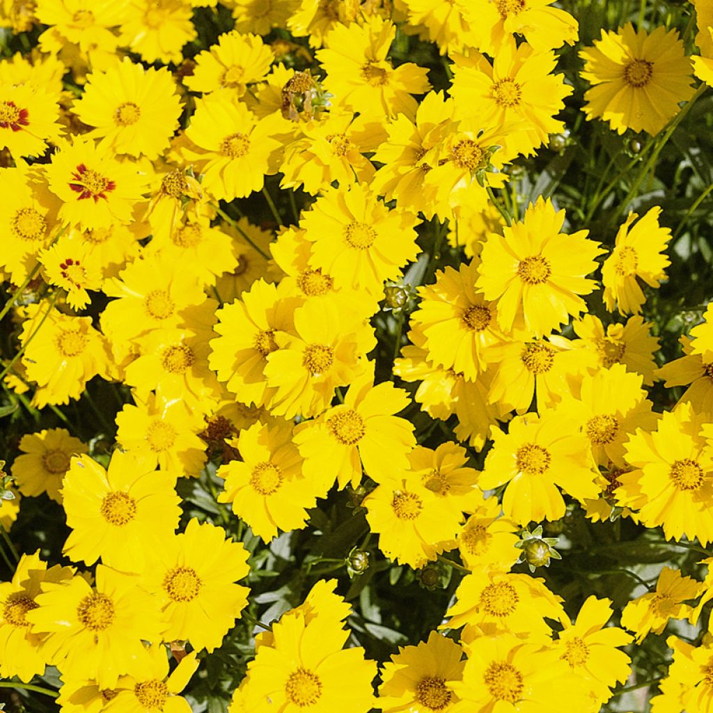 Coreopsis grandiflora Mayfield Giants
