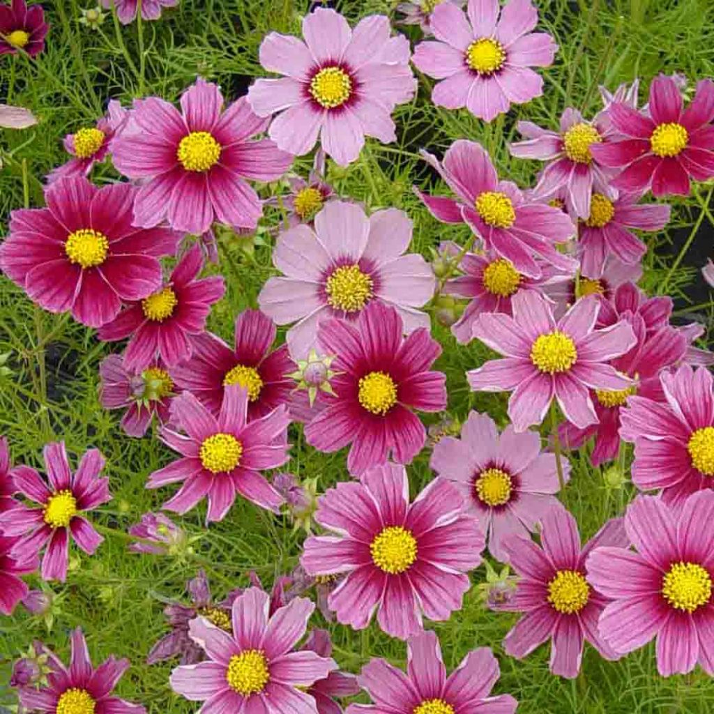 Cosmos bipinnatus Antiquity