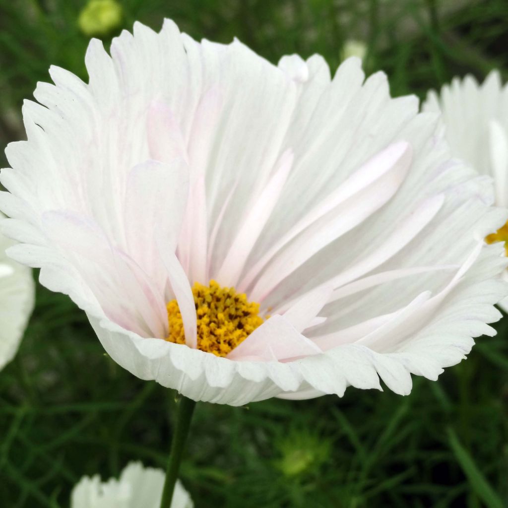 Cosmos bipinnatus Cupcakes White