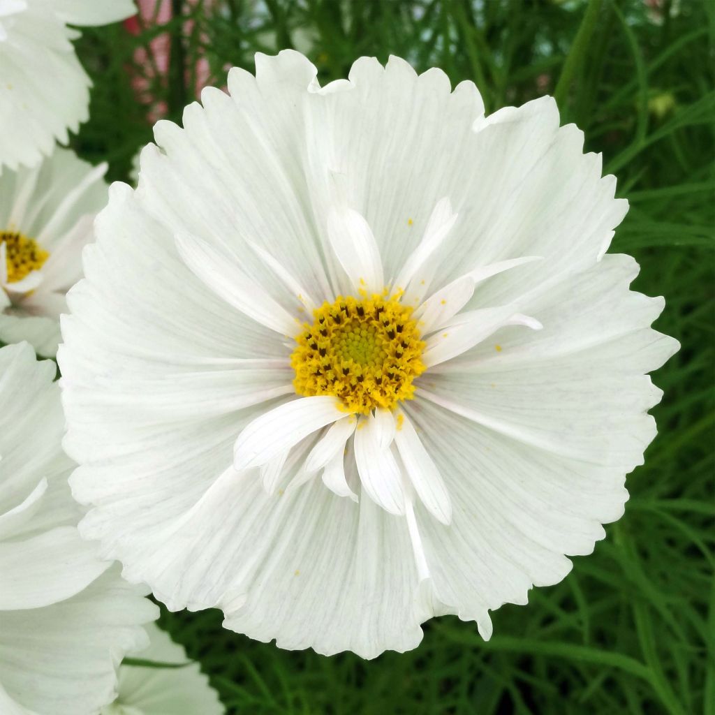 Cosmos bipinnatus Cupcakes White