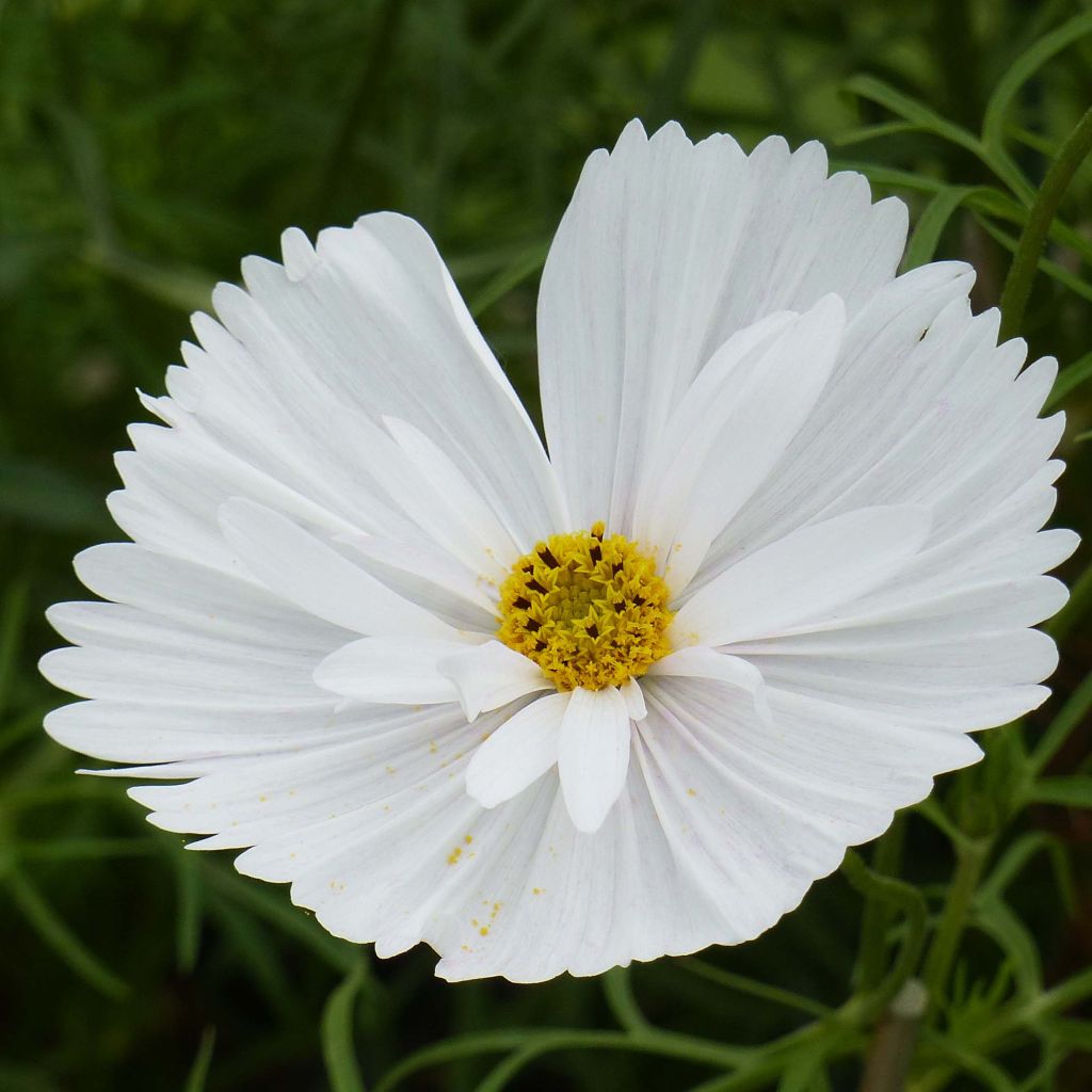 Cosmos bipinnatus Cupcakes White