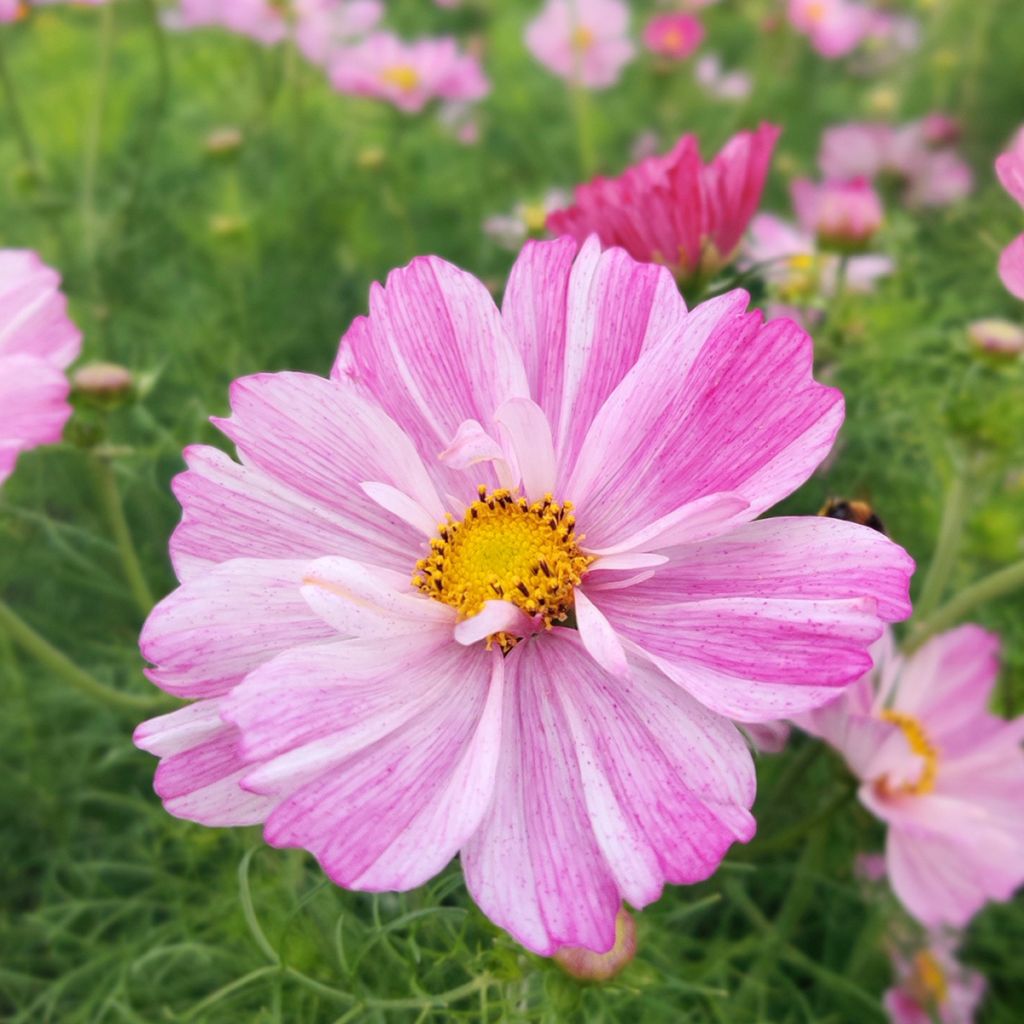 Cosmos bipinnatus Rosetta