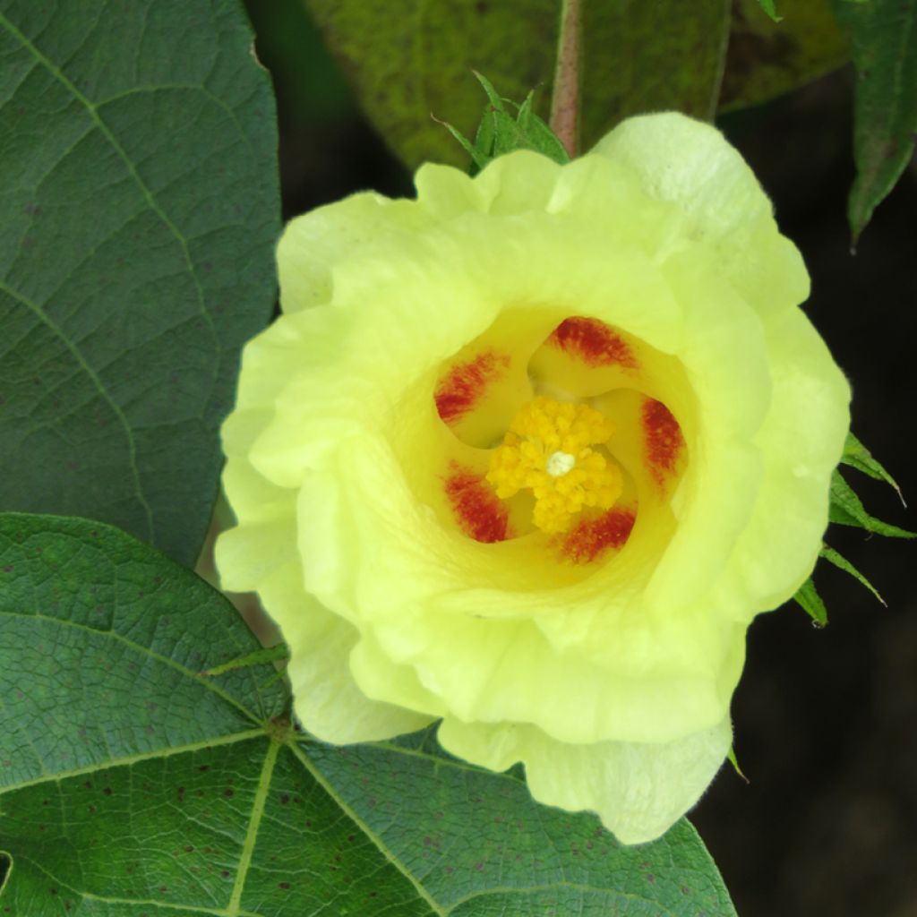 Semillas de Algodón - Gossypium herbaceum