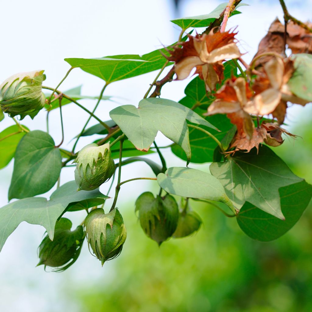 Semillas de Algodón - Gossypium herbaceum