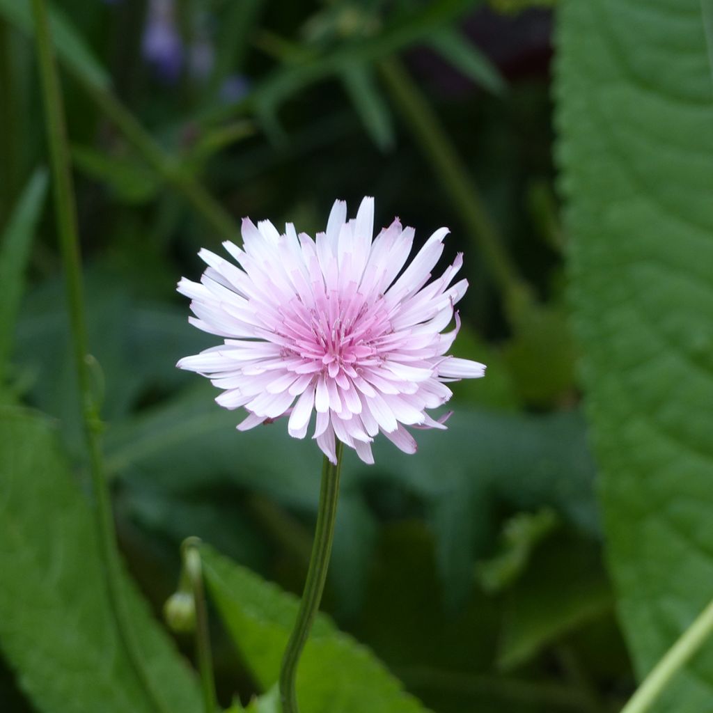 Crepis rubra (semillas)