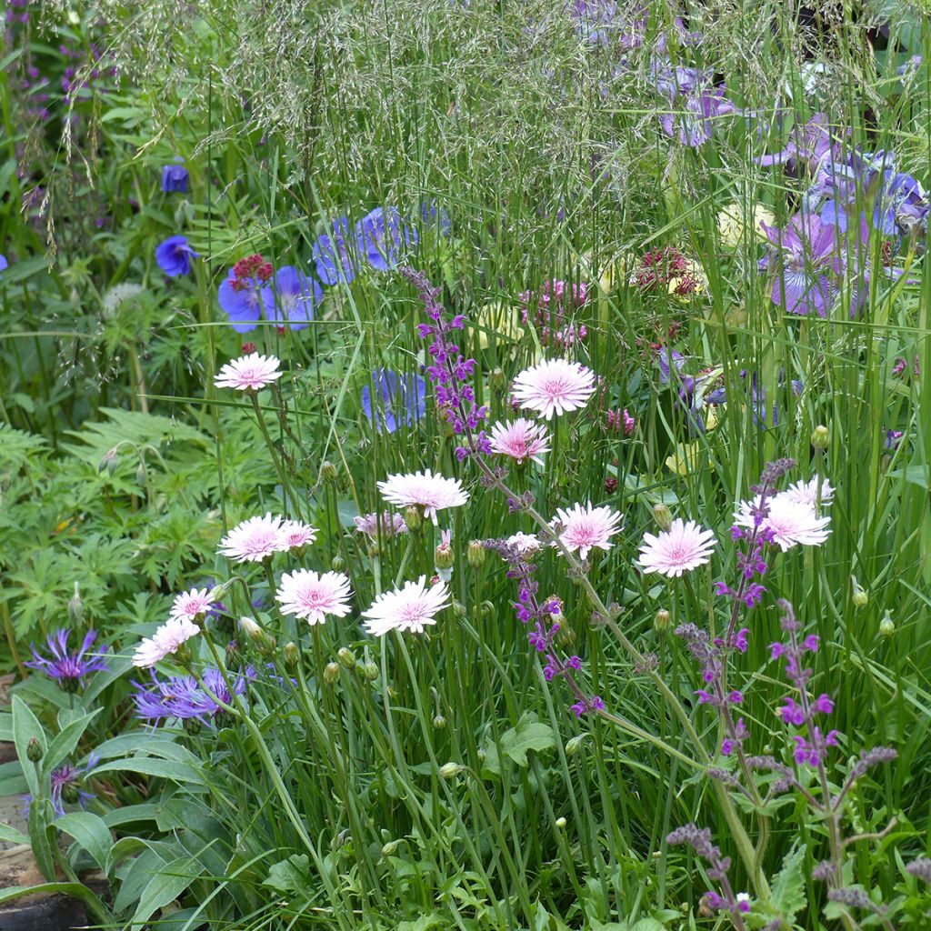 Crepis rubra (semillas)