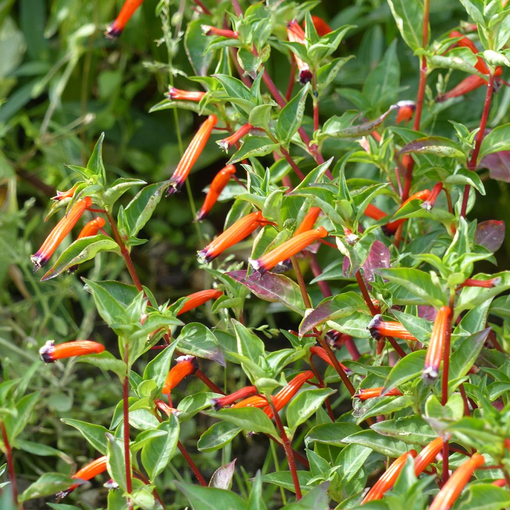 Cuphea ignea Scarlet (semillas) - Planta del cigarro