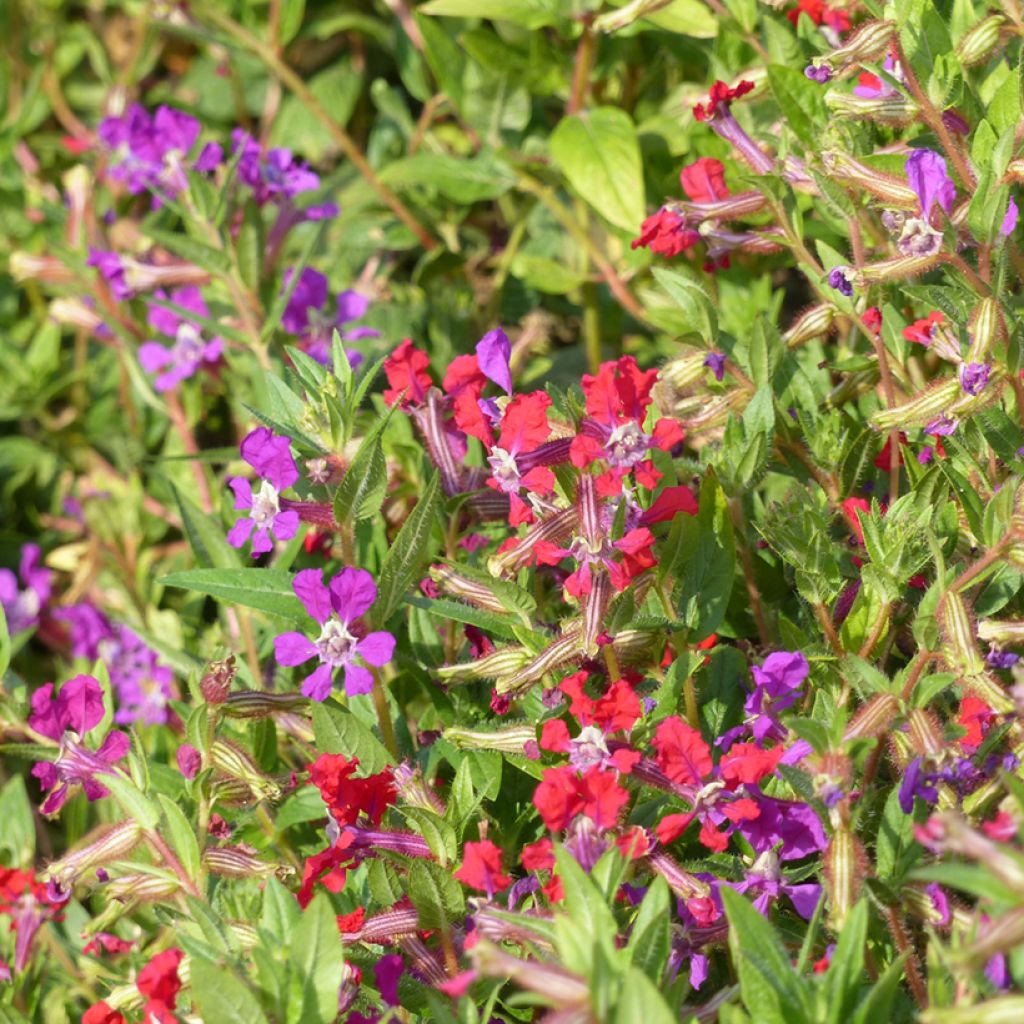 Cuphea miniata Mix (semillas) - Cufea