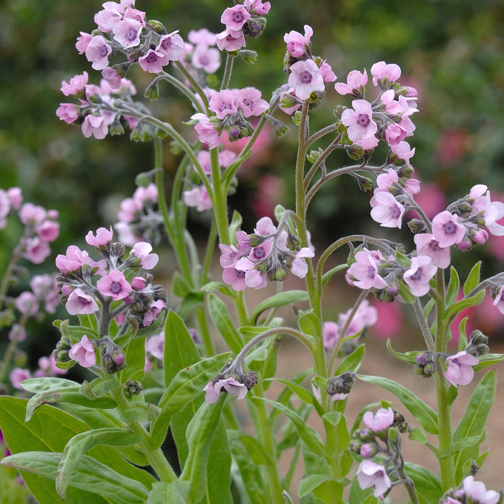 Cynoglossum zeylanicum Mystery Rose (semillas) - Lengua de perro