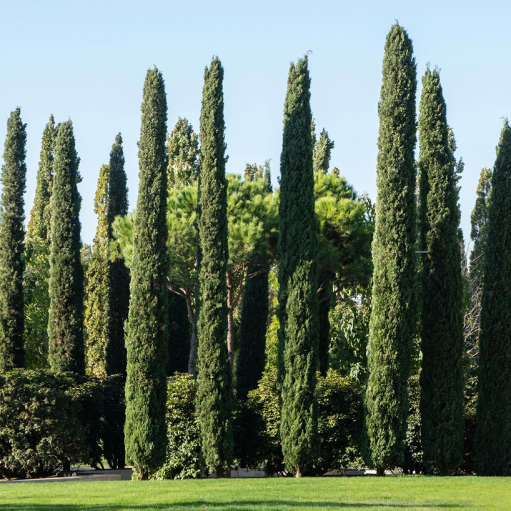 Semillas de Ciprés de Provenza