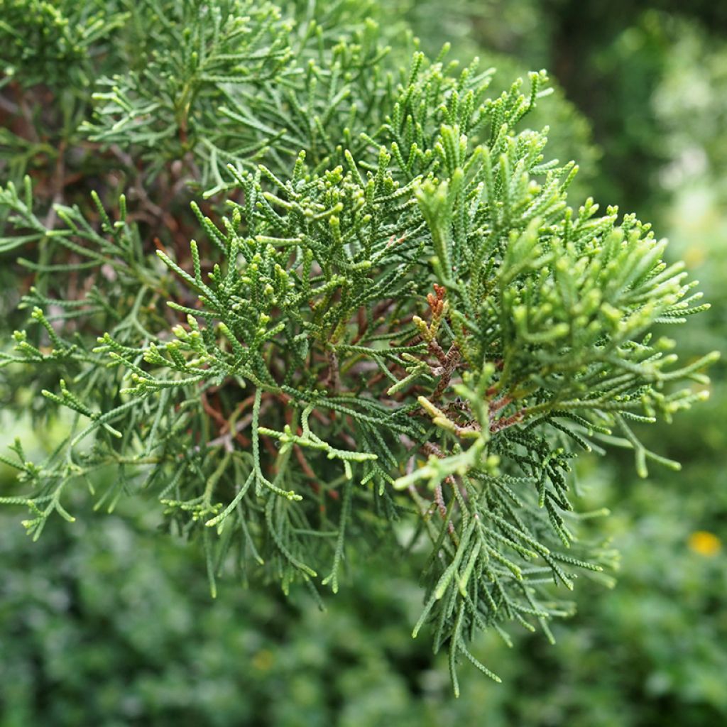 Semillas de Ciprés de Provenza