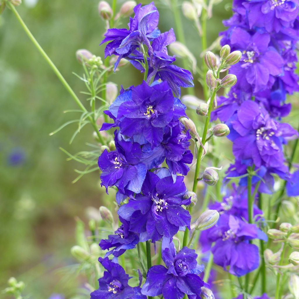 Semillas de Delphinium Imperial QIS Dark Blue - Espuela de caballero anual