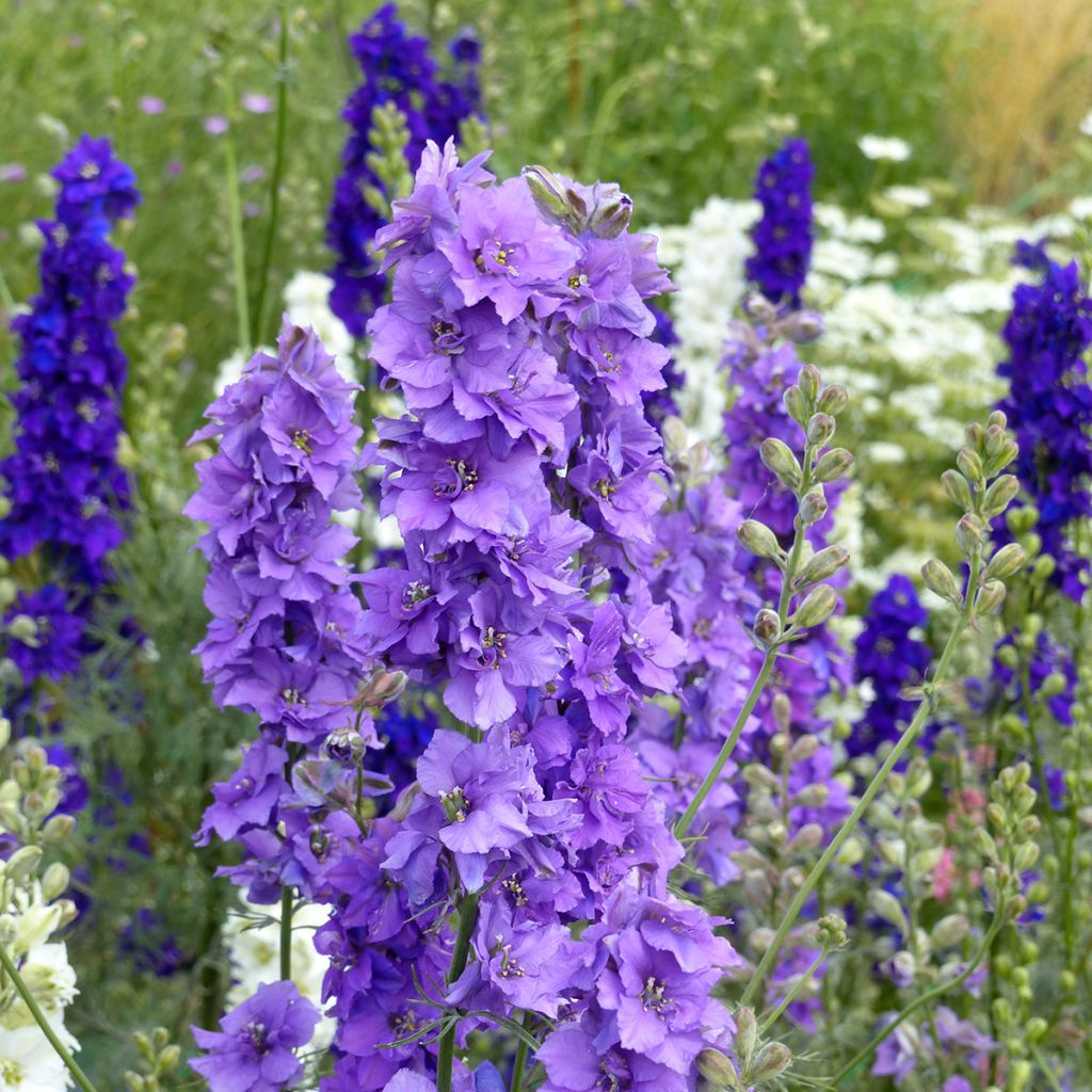 Semillas de Delphinium Imperial QIS Lilac - Espuela de caballero anual
