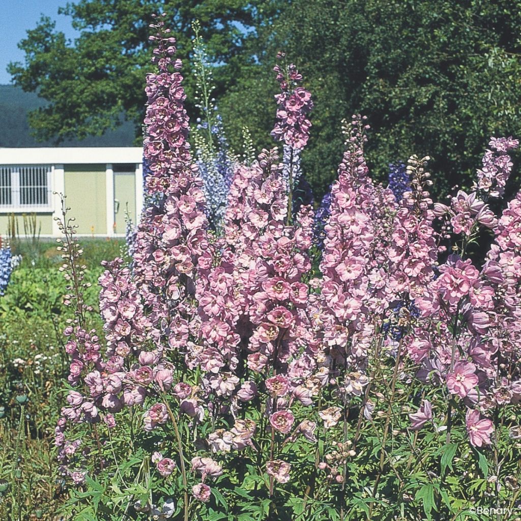 Espuela de caballero (semillas) - Delphinium Pacific-hybrid Giants Astolat