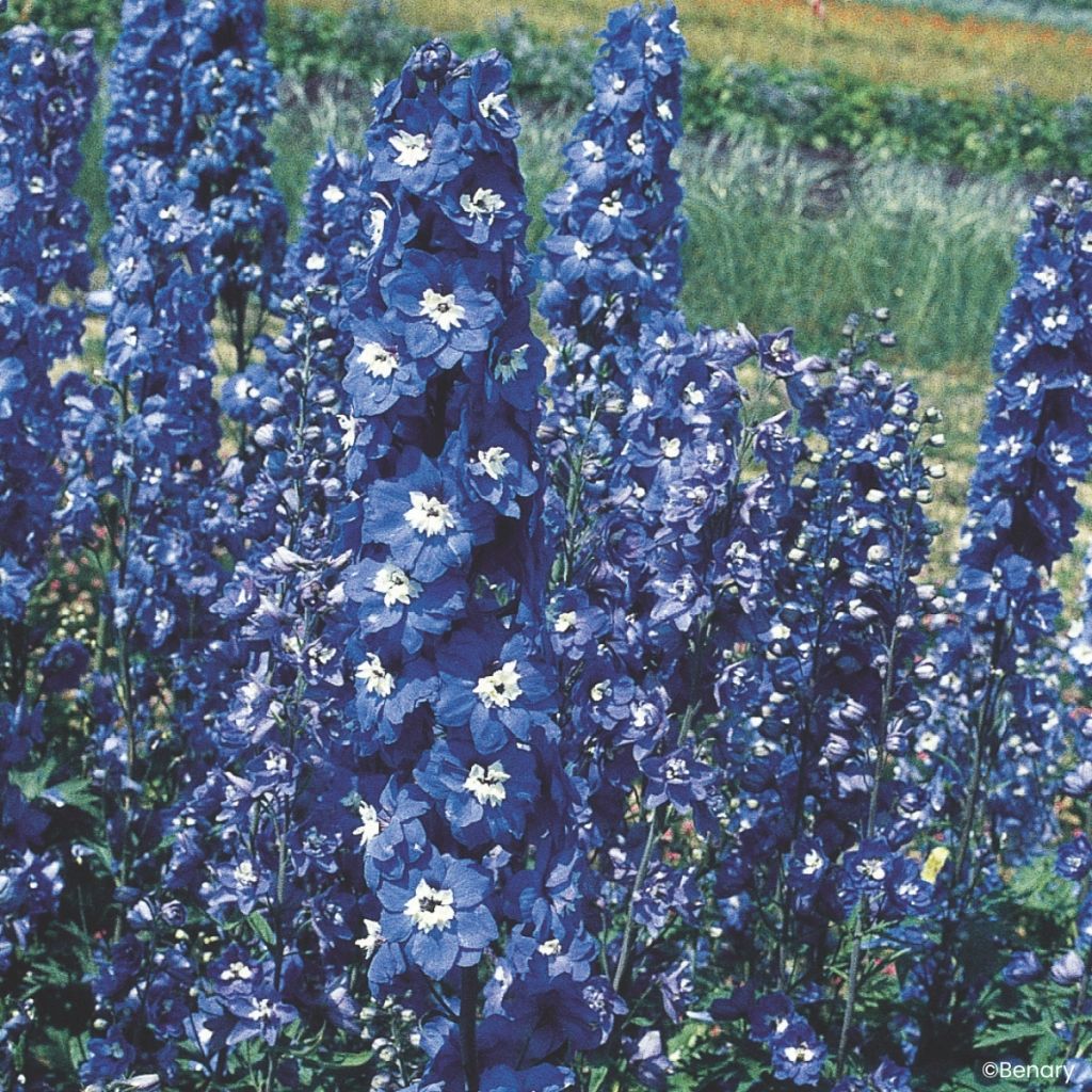 Espuela de caballero (semillas) - Delphinium Pacific-hybrid Blue Bird