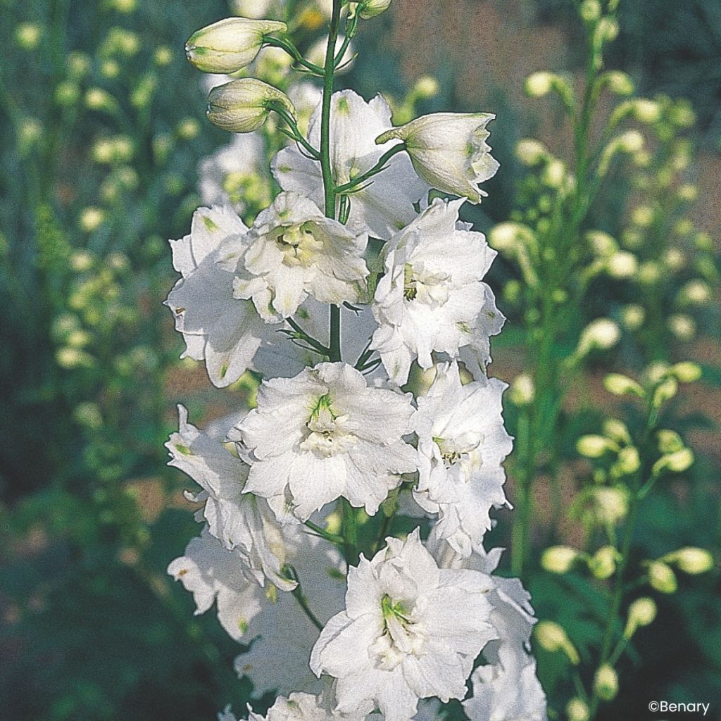 Espuela de caballero (semillas) - Delphinium Pacific-hybrid Galahad