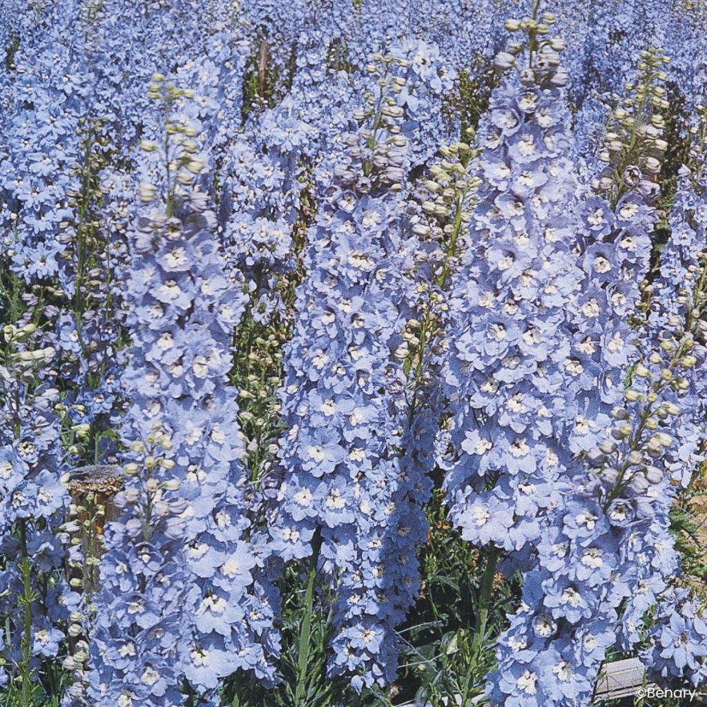 Espuela de caballero (semillas) - Delphinium Pacific-hybrid Summer Skies