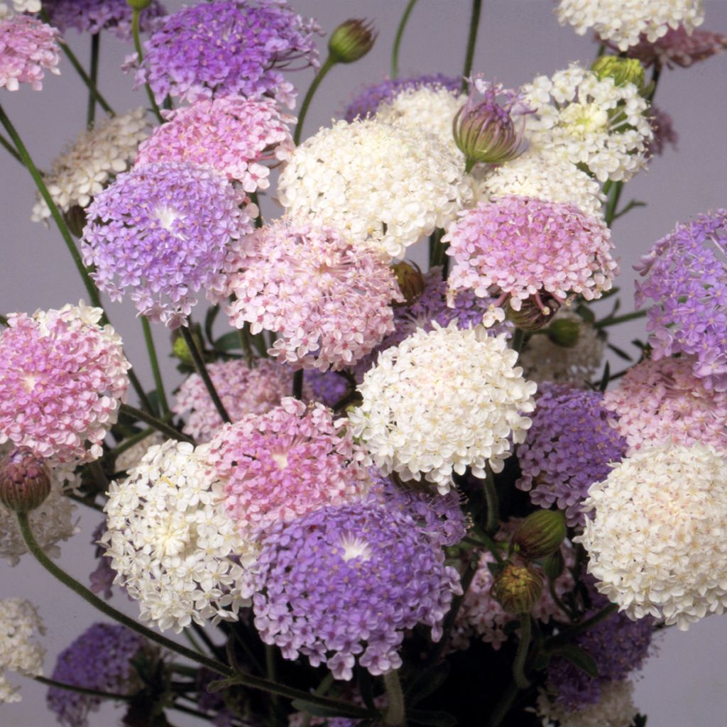 Semillas de Didiscus caeruleus Lace Heavenly Umbels