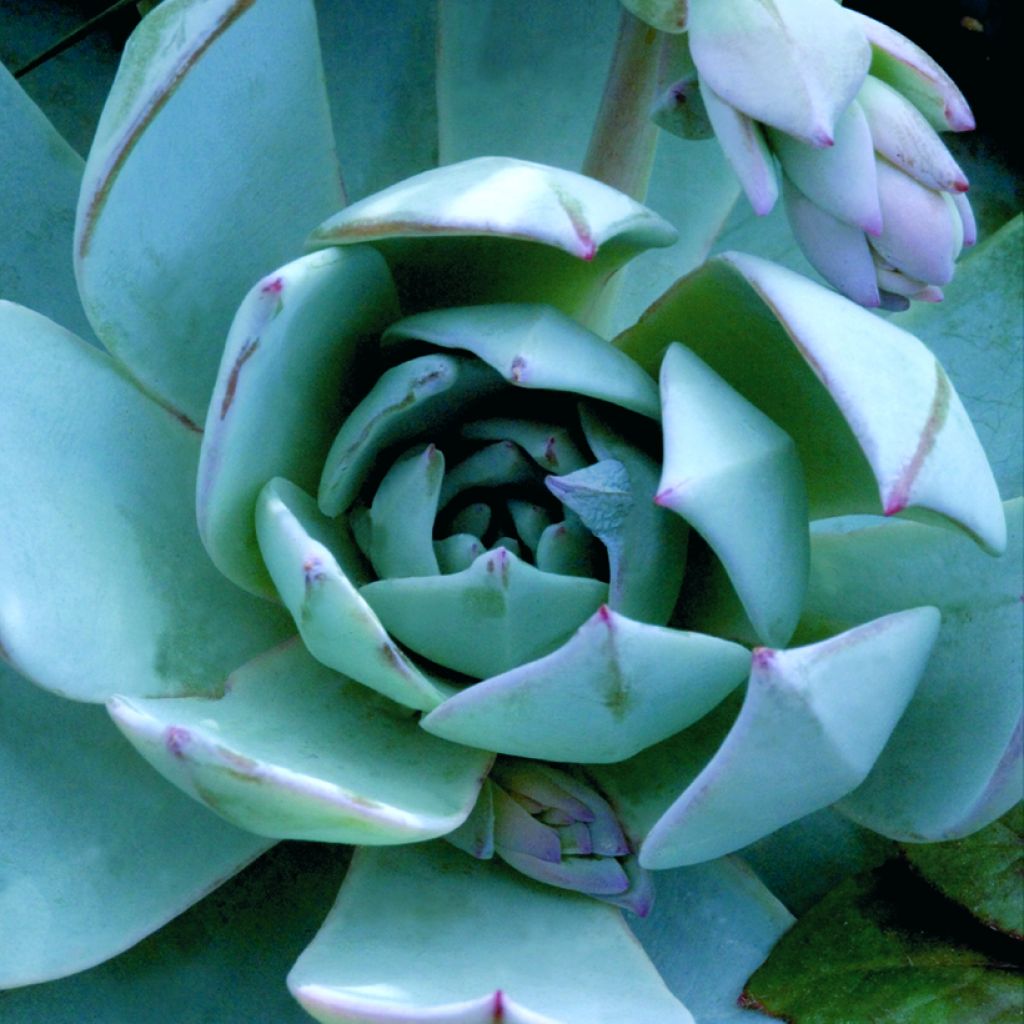 Semillas de Echeveria peacockii Urban Orange (recubiertas)