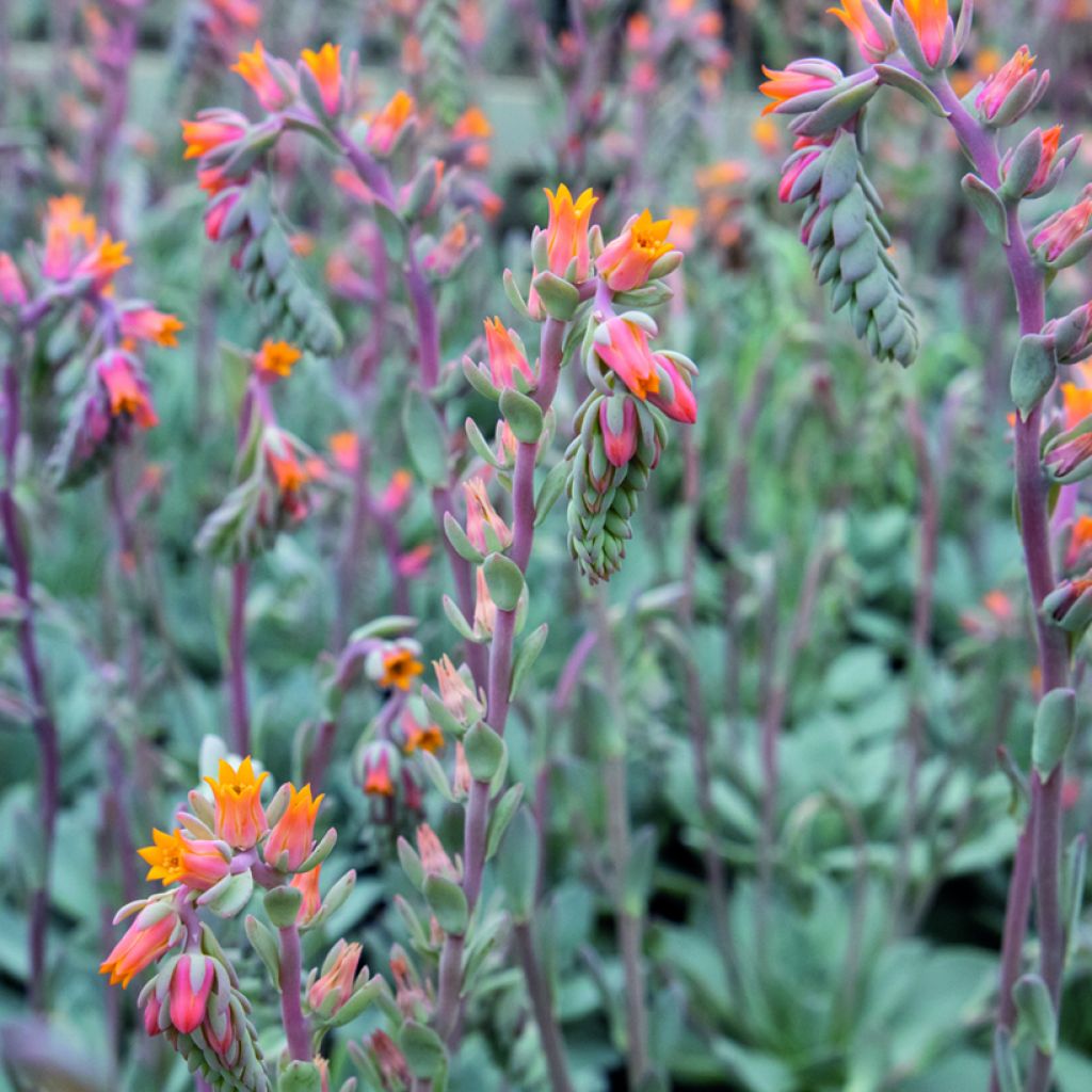 Semillas de Echeveria peacockii Urban Orange (recubiertas)