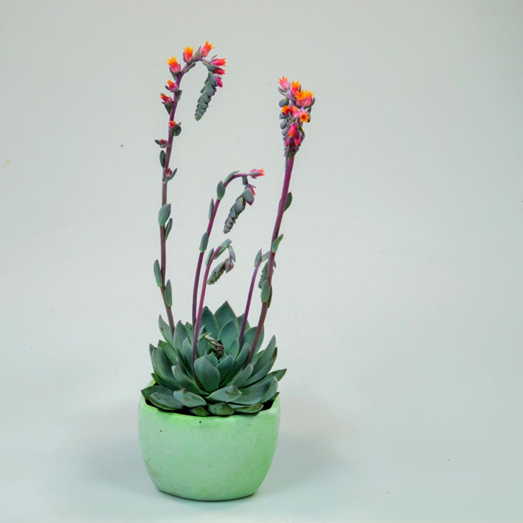 Semillas de Echeveria peacockii Urban Orange (recubiertas)