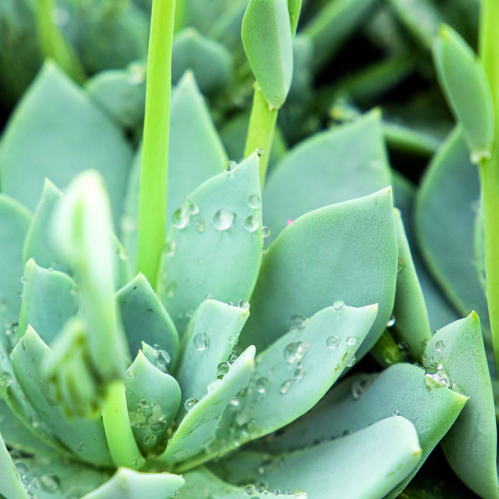 Semillas de Echeveria peacockii Urban Yellow (recubiertas)