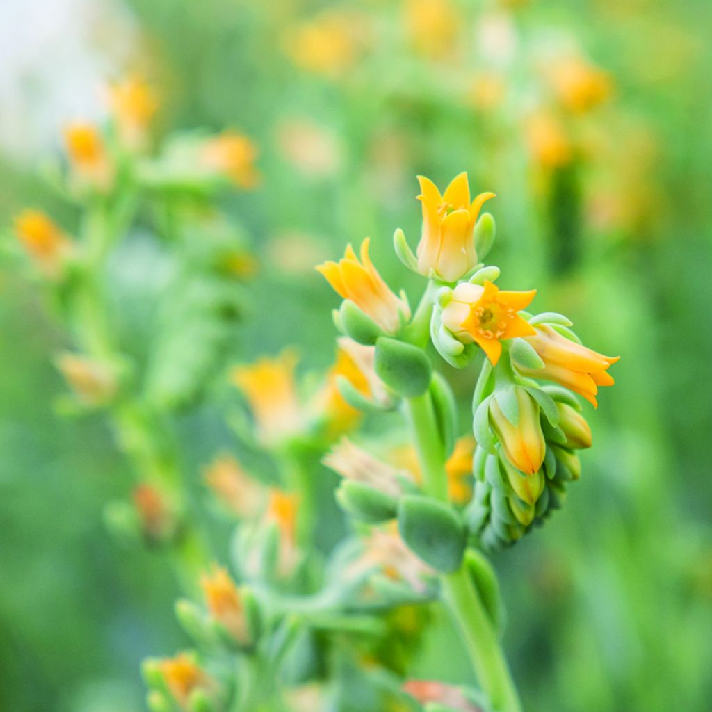 Semillas de Echeveria peacockii Urban Yellow (recubiertas)