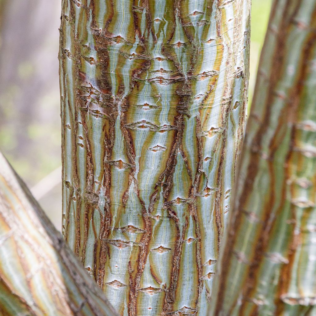 Semillas de Arce de corteza de serpiente - Acer davidii