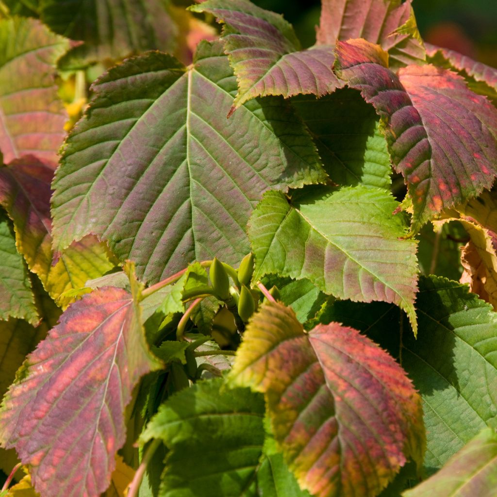 Semillas de Arce de corteza de serpiente - Acer davidii
