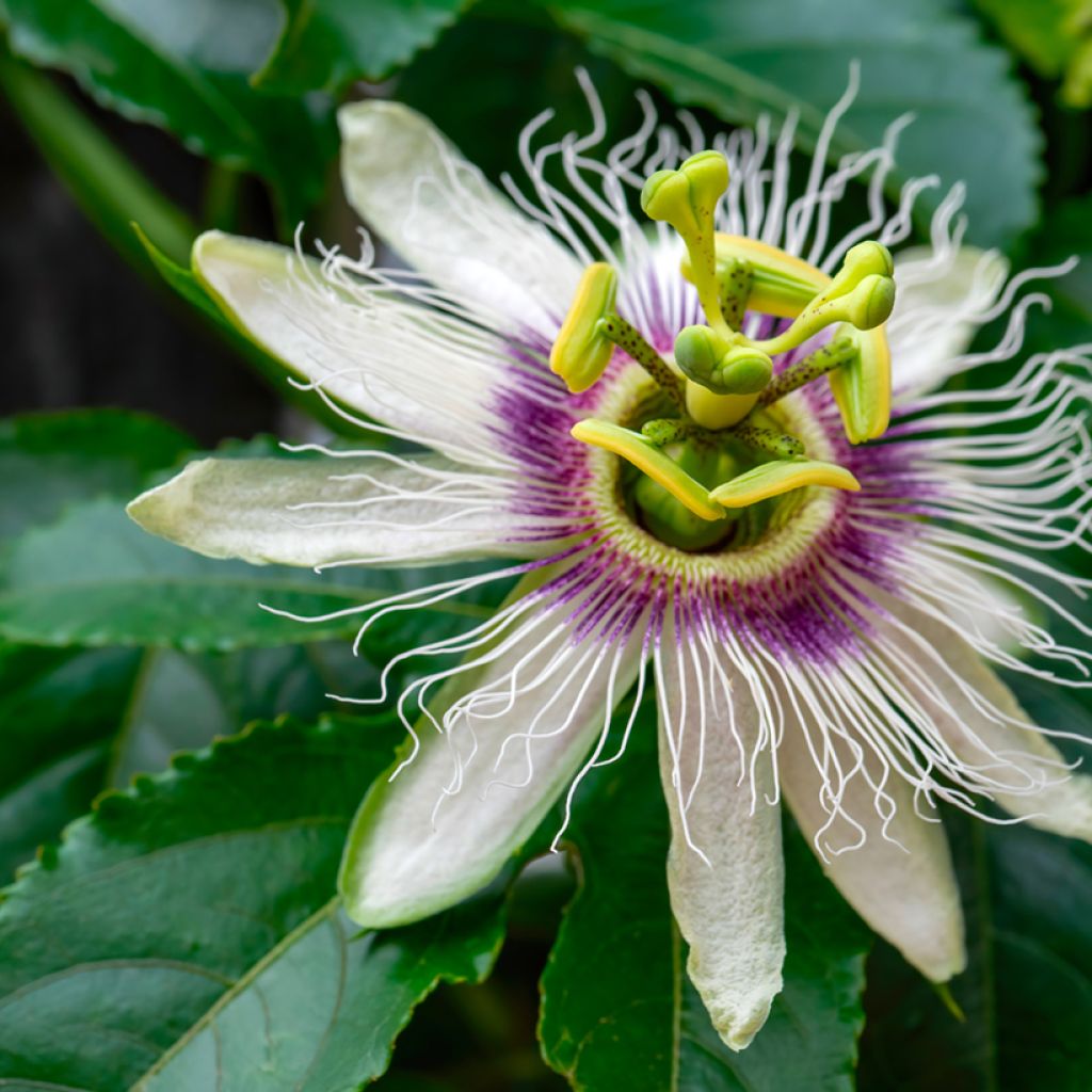 Passiflora edulis  - Passion fruit, Granadilla