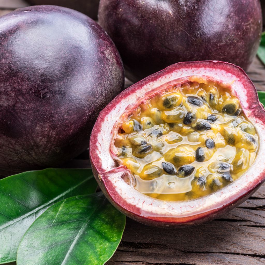 Passiflora edulis  - Passion fruit, Granadilla