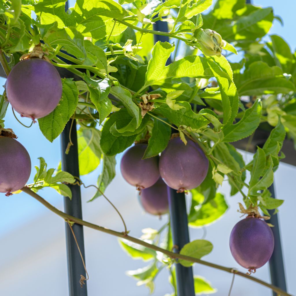 Passiflora edulis  - Passion fruit, Granadilla