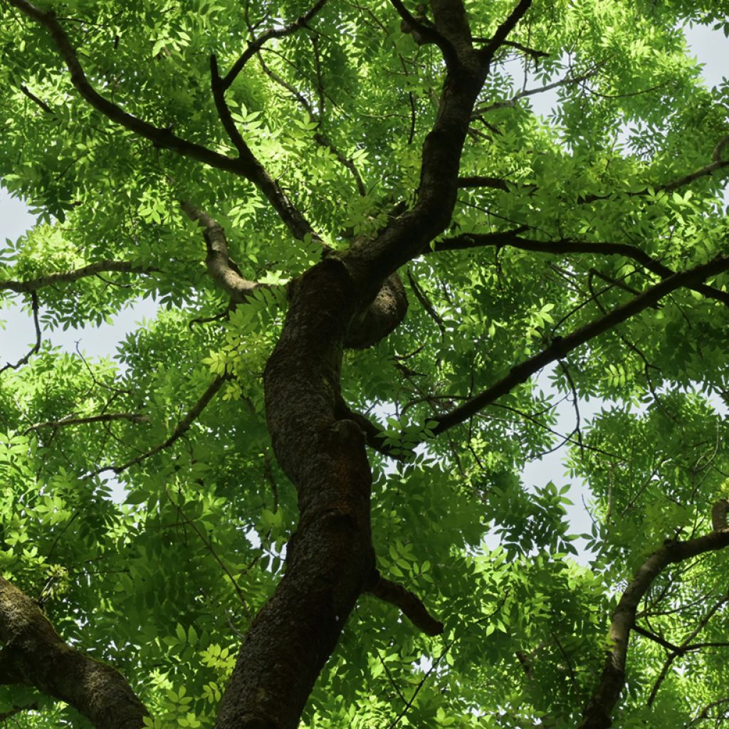 Semillas de Fresno - Fraxinus excelsior