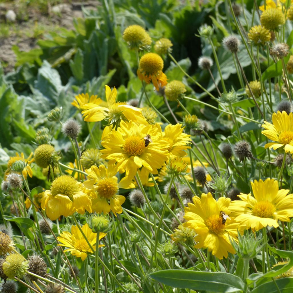 Gaillardia x grandiflora Aurea Pura (semillas)