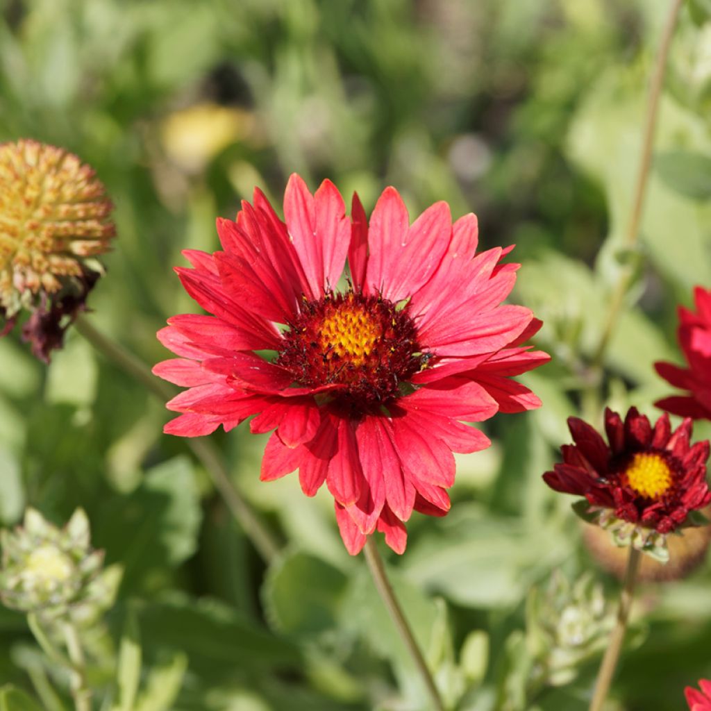 Gaillardia x grandiflora Burgunder (semillas)