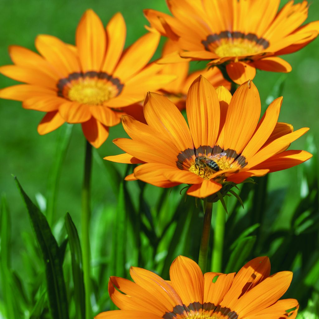 Semillas de Gazania Zany F1 Naranja (semillas pildoradas)