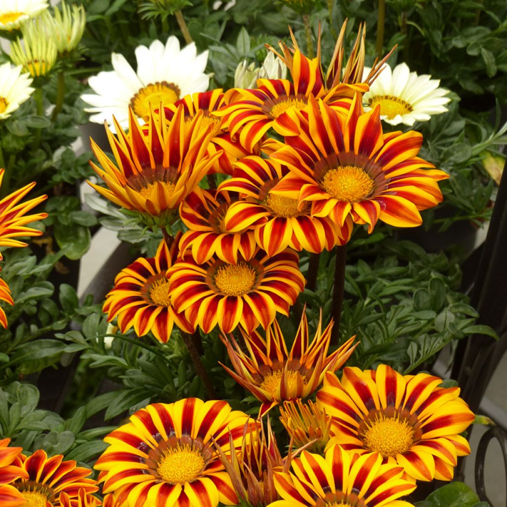 Semillas de Gazania Zany F1 Orange Flame