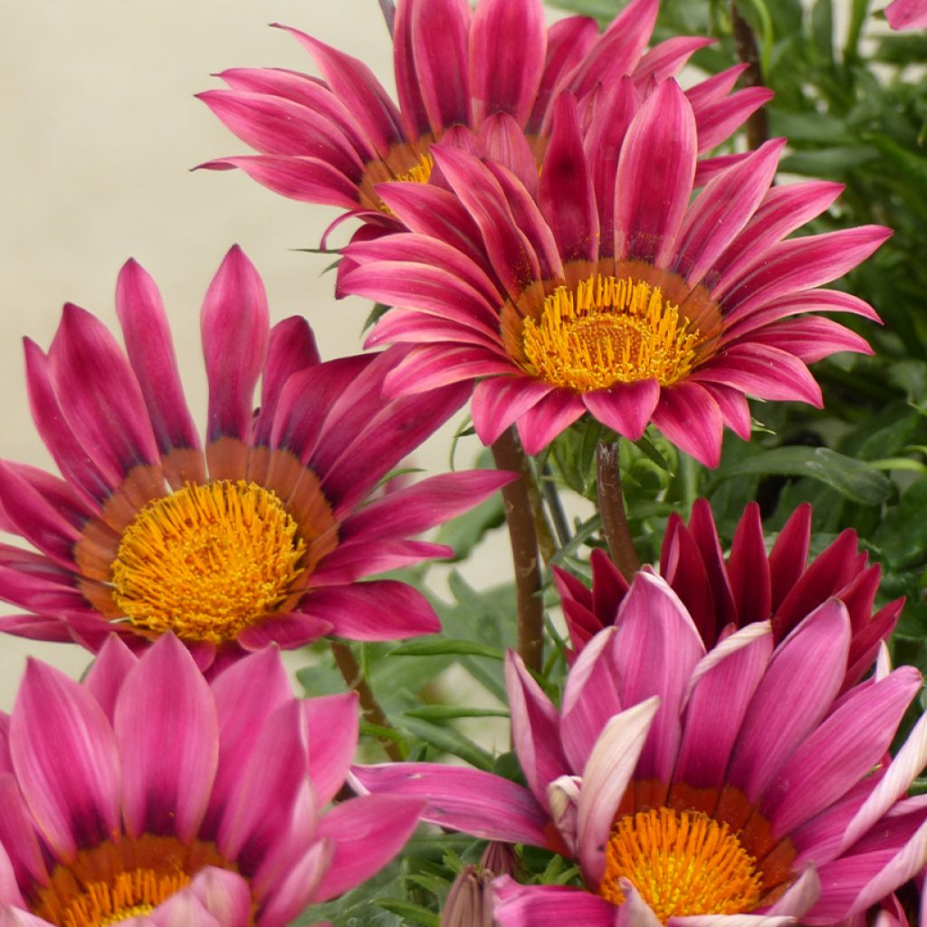 Semillas de Gazania Zany F1 Pink