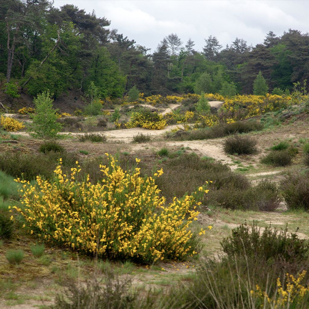 Semillas de Retama negra - Cytisus scoparius