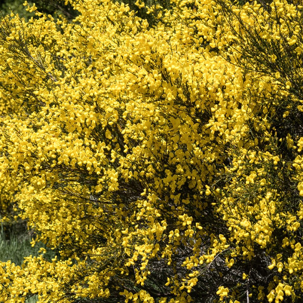 Semillas de Retama negra - Cytisus scoparius