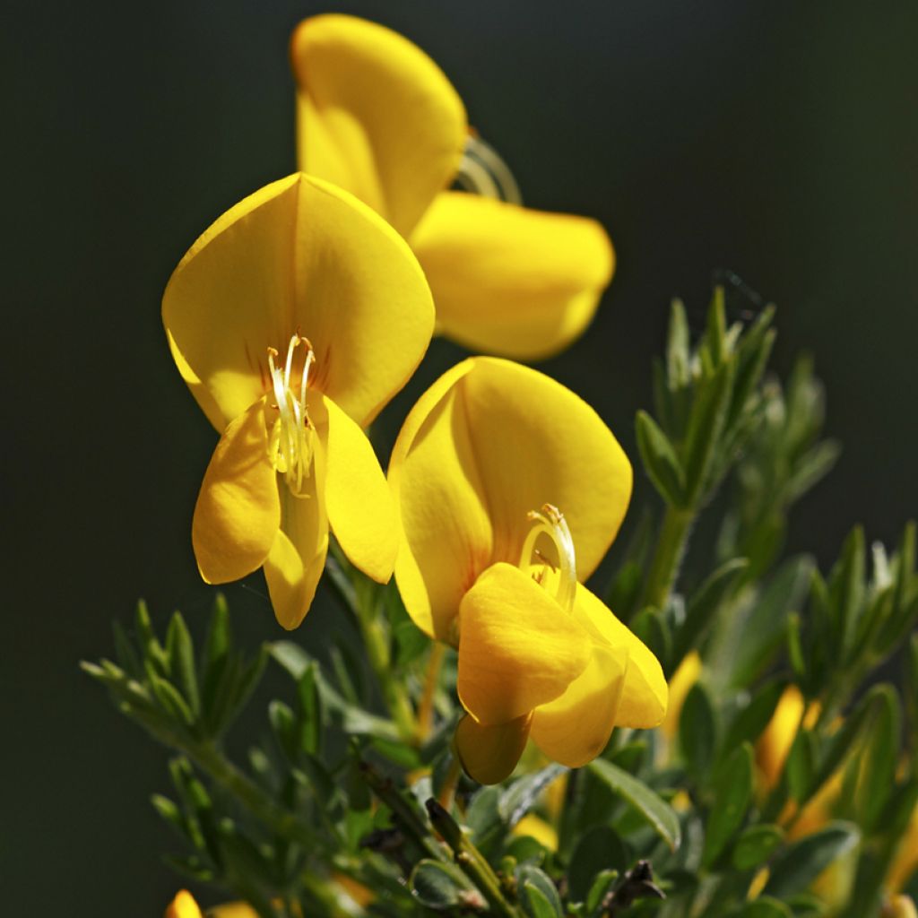 Semillas de Retama negra - Cytisus scoparius